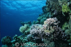 Corals - Acropora sp. by Vito Lorusso 